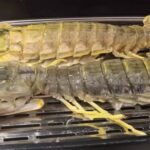 jumbo Mantis Shrimp Live Seafood Shipped with Oxygen Packs photo review