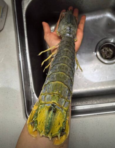 jumbo Mantis Shrimp Live Seafood Shipped with Oxygen Packs photo review