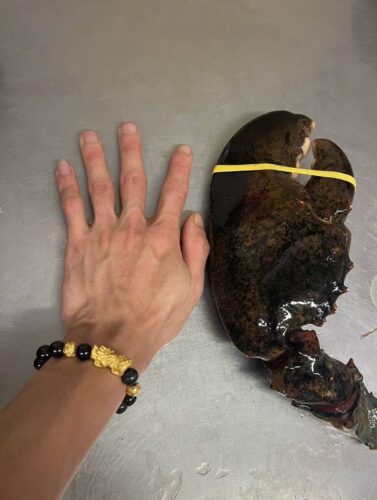 LIMITED EDITION: Giant Deep-Sea Lobster Pincers 🔥 Hurry up! photo review