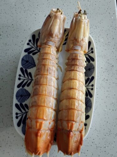 jumbo Mantis Shrimp Live Seafood Shipped with Oxygen Packs photo review
