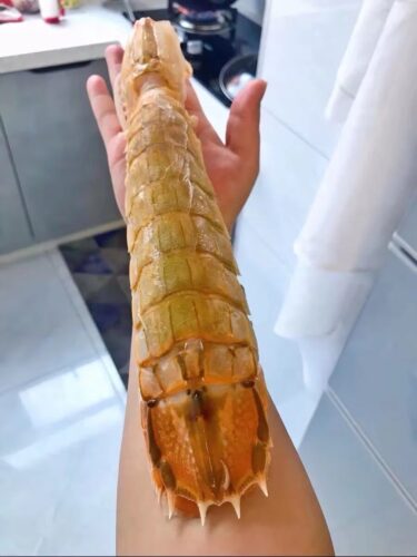 jumbo Mantis Shrimp Live Seafood Shipped with Oxygen Packs photo review