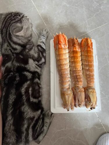 jumbo Mantis Shrimp Live Seafood Shipped with Oxygen Packs photo review