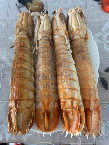 jumbo Mantis Shrimp Live Seafood Shipped with Oxygen Packs photo review