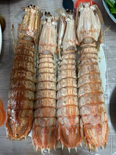 jumbo Mantis Shrimp Live Seafood Shipped with Oxygen Packs photo review
